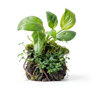 Anubias Nana Mainam Java Fern Java Moss Aquarium Plant 3pcs-0