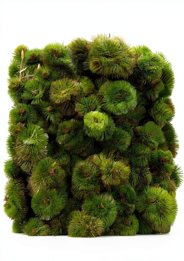 Marcus Fish Tanks Green Cabomba Caroliniana Easy Live Aquarium Plants for Aquatic Freshwater Fish Tank BUY2GET1FREE-3