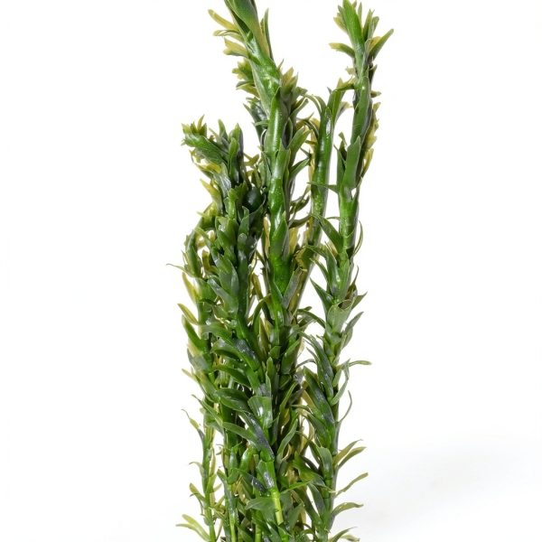 Anacharis Aquarium Plant by Planterest – Elodea Densa, 5" Stems-2