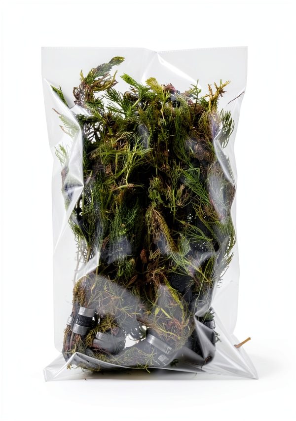 Hornwort Live Aquarium Plant Marcus Fish Tanks Green for Beginners-2
