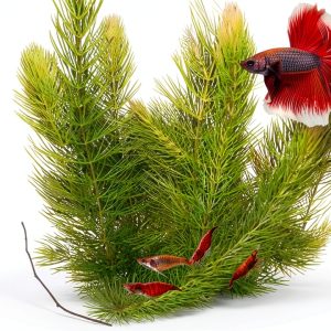 Hornwort Live Aquarium Plant by Aquatic Discounts 5-6in Easy Care-0