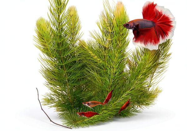 Hornwort Live Aquarium Plant by Aquatic Discounts 5-6in Easy Care-0