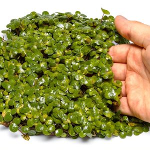 Giant Duckweed Live Floating Plants 40 pcs InnoD Green Aquarium Décor-0