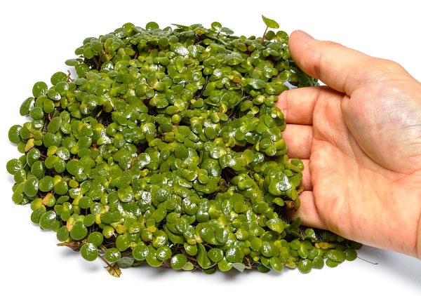 Giant Duckweed Live Floating Plants 40 pcs InnoD Green Aquarium Décor-0