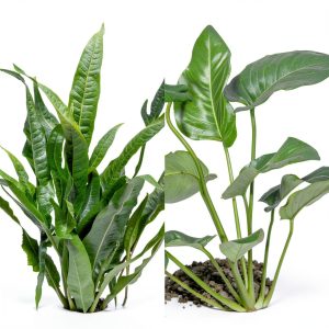 Java Fern and Anubias Aquarium Plant Bundle Greenproaquatic Freshwater-0