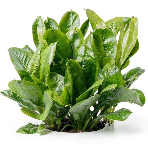 Live Aquarium Plants Starter Set 30 Stems by Mainam Friendly Variety-6
