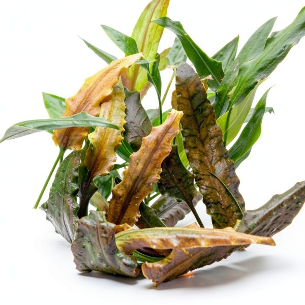 Live Aquarium Plants Starter Set 30 Stems by Mainam Friendly Variety-5