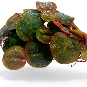 Aquarigram 40+ Leaves Red Root Floaters Plants 30 Count Eco-Friendly-0