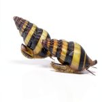 Assassin Snails x3 Clea Helena Freshwater Snail Plants 1/2"-3/4"-0