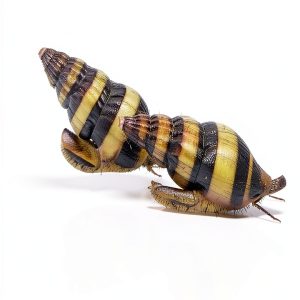Assassin Snails x3 Clea Helena Freshwater Snail Plants 1/2"-3/4"-0