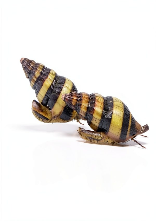 Assassin Snails x3 Clea Helena Freshwater Snail Plants 1/2"-3/4"-0