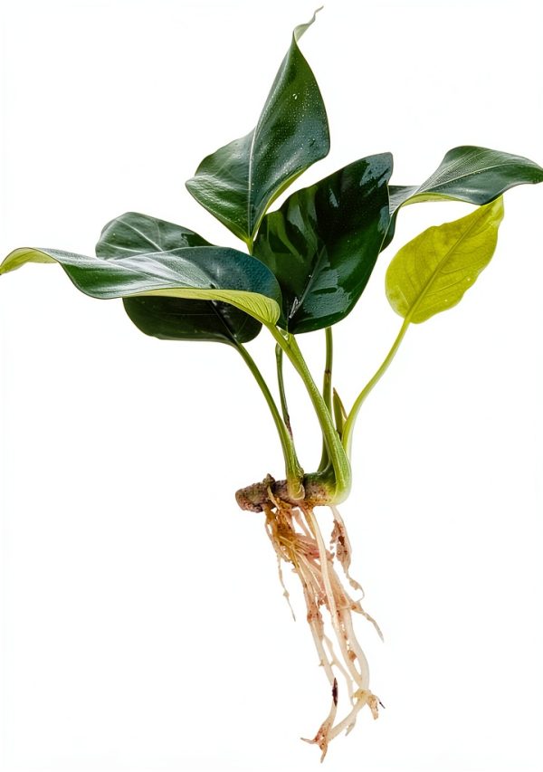 Java Fern and Anubias Aquarium Plant Bundle Greenproaquatic Freshwater-1