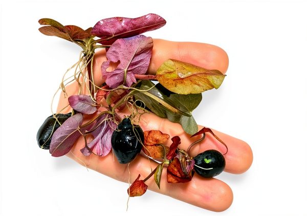 Tiger Lotus Live Plant – Marcus Fish Tanks Air‑Purifying Sprouted-1