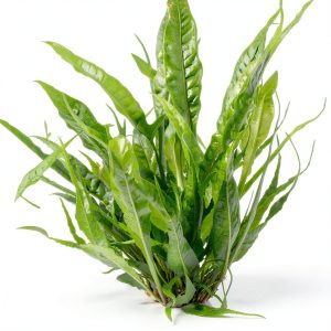 Java Fern Bare Root by AquaLeaf Aquatics – Low Light, 10" Height-0