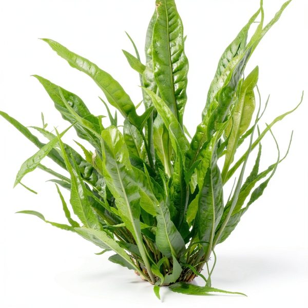 Java Fern Bare Root by AquaLeaf Aquatics – Low Light, 10" Height-0