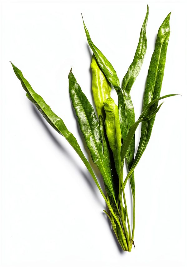 Java Fern Microsorum Pteropus Generic Plant Easy Low Light Buy 2 Get 1-1