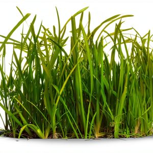 Jungle Vallisneria Live Aquarium Plants 6 Stems VICFUN Green Décor-0