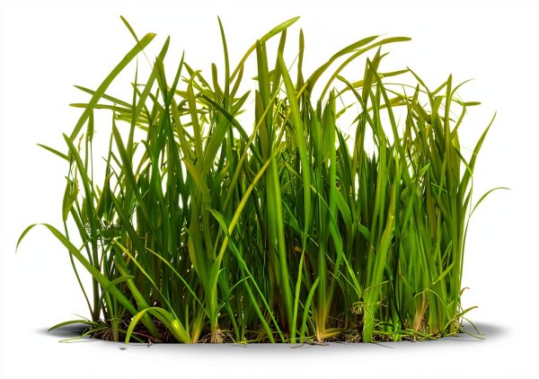 Jungle Vallisneria Live Aquarium Plants 6 Stems VICFUN Green Décor-0