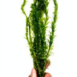 Anacharis Aquarium Plant by Planterest – Elodea Densa, 5" Stems-0