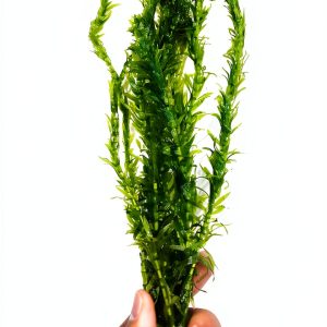Anacharis Aquarium Plant by Planterest – Elodea Densa, 5" Stems-0