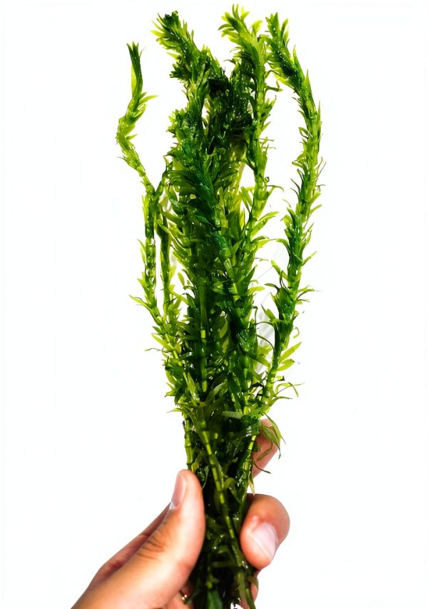 Anacharis Aquarium Plant by Planterest – Elodea Densa, 5" Stems-0