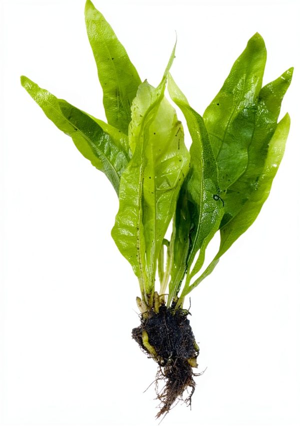 Java Fern and Anubias Aquarium Plant Bundle Greenproaquatic Freshwater-2