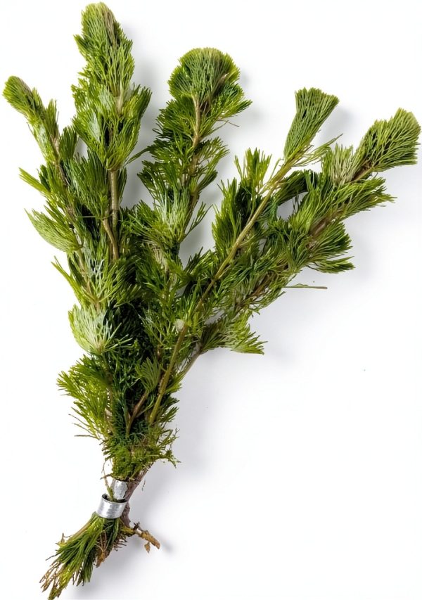 Marcus Fish Tanks Green Cabomba Caroliniana Easy Live Aquarium Plants for Aquatic Freshwater Fish Tank BUY2GET1FREE-2
