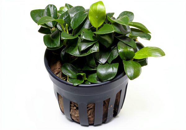 Anubias Nana Petite Live Aquarium Plant Marcus Fish Tanks Potted-2