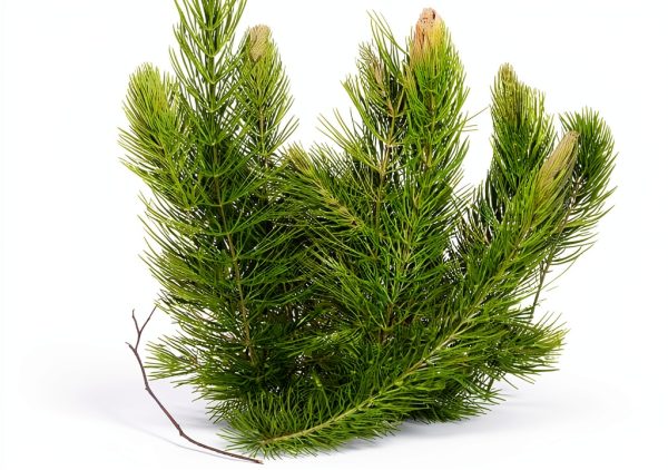 Hornwort Live Aquarium Plant by Aquatic Discounts 5-6in Easy Care-8