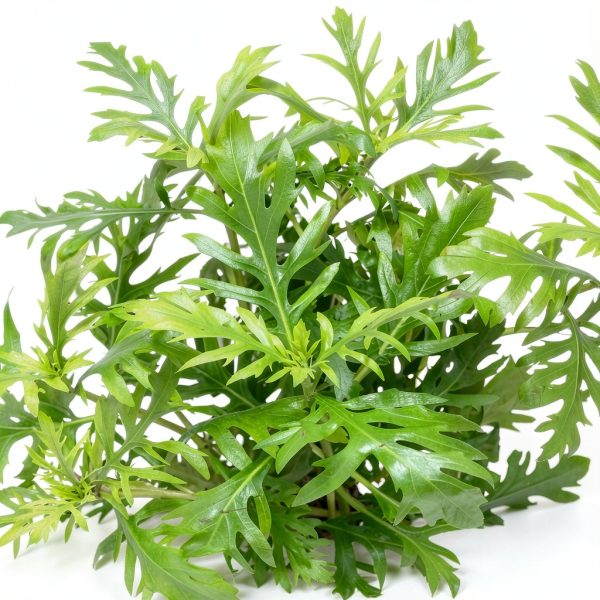 Live Aquarium Plants Hygrophila Difformis Bunch Water Wisteria Aquarium Plant Live PNF22-2