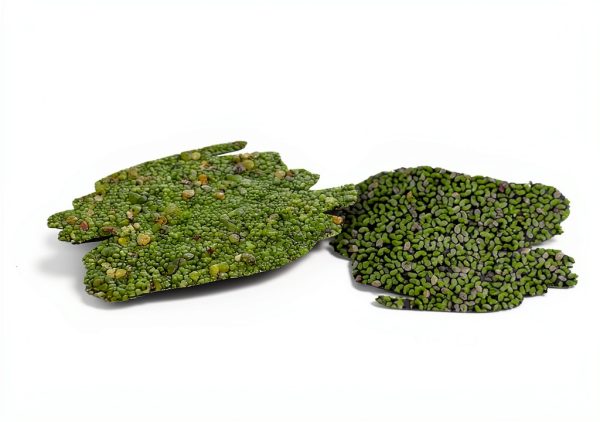 Ultimate Floating Plant Bundle - Duckweed, Red Root Floaters, Salvinia - Aquarium Enthusiasts’ Dream Collection-3