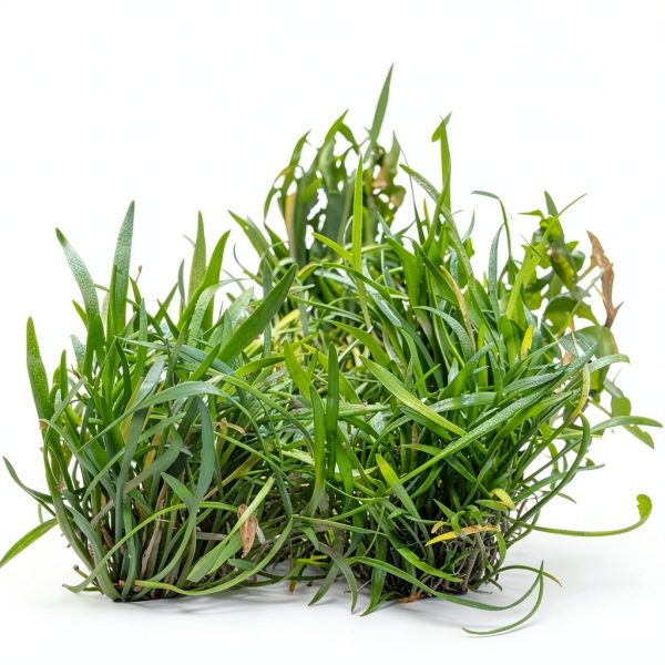 Live Aquarium Plants Starter Set 30 Stems by Mainam Friendly Variety-3