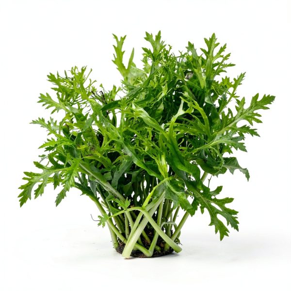 Anubias Nana Mainam Java Fern Java Moss Aquarium Plant 3pcs-3