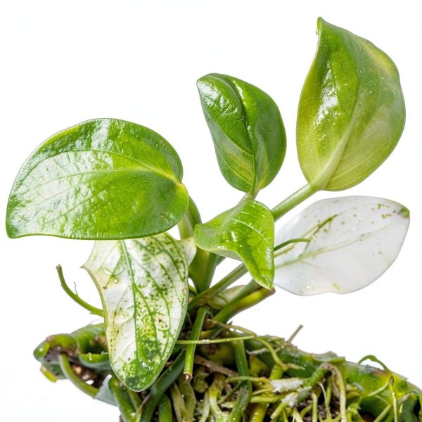 Anubias Nana Mainam Java Fern Java Moss Aquarium Plant 3pcs-2