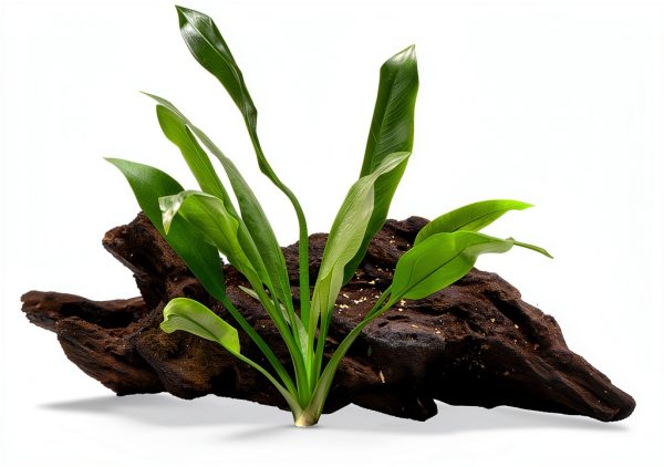 3 Aquatic Plants Bundle | Live Plants for Freshwater Aquariums (3 X Amazon Sword Plants)-1
