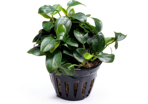Anubias Nana Petite Live Aquarium Plant Marcus Fish Tanks Potted-5