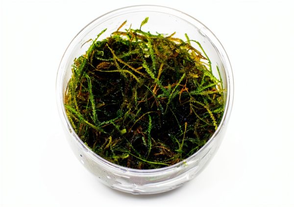 Live Aquarium Plants Starter Set 30 Stems by Mainam Friendly Variety-4