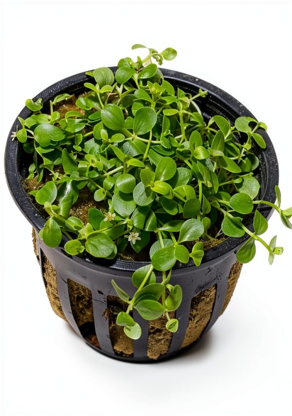 Micranthemum Monte Carlo Live Plants 3‑Pot Set by Marcus Fish Tanks-1