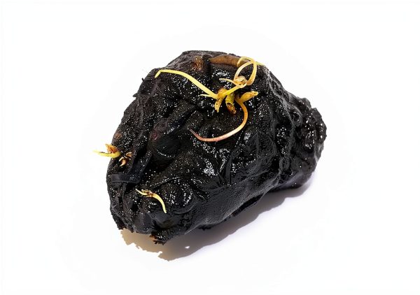 Tiger Lotus Live Plant – Marcus Fish Tanks Air‑Purifying Sprouted-2