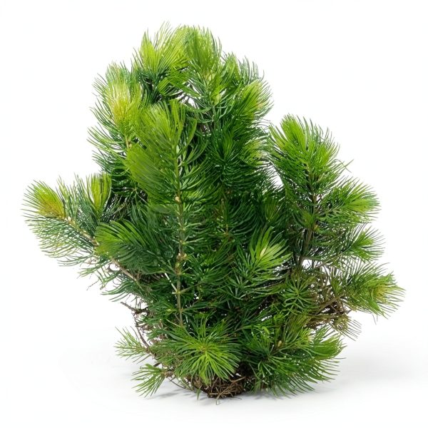 Hornwort Live Aquarium Plant by Aquatic Discounts 5-6in Easy Care-2