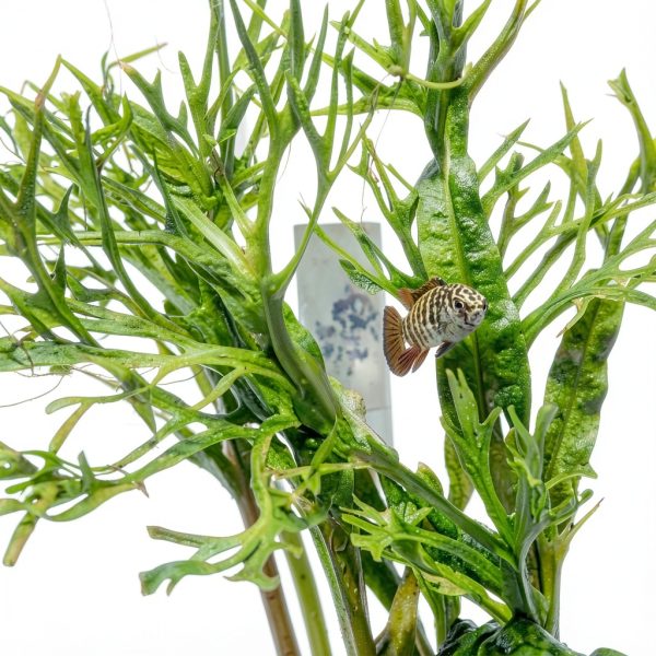 Mainam Aquarium Plants 4 Pack Anubias Nana Amazon Sword Java Fern-2