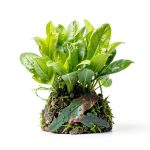 Live Aquarium Plants Starter Set 30 Stems by Mainam Friendly Variety-0