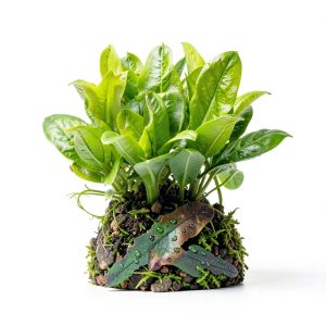 Live Aquarium Plants Starter Set 30 Stems by Mainam Friendly Variety-0
