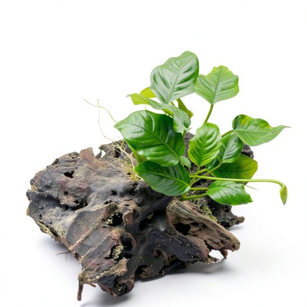 Anubias Nana Live Aquarium Plant on Stone PLANTEREST Compact Decor-4