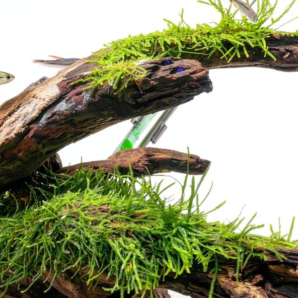 Java Moss Live Aquarium Plant Planterest Compact 2" Cup Buy2Get1Free-4