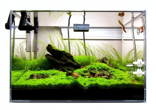 Micranthemum Monte Carlo Live Plants 3‑Pot Set by Marcus Fish Tanks-3