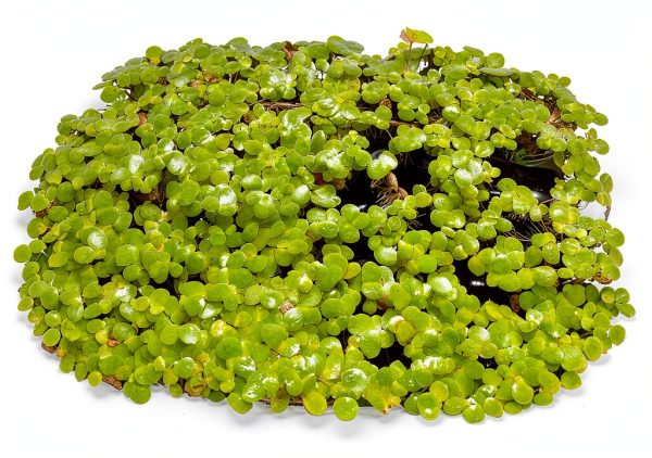 Giant Duckweed Live Floating Plants 40 pcs InnoD Green Aquarium Décor-2