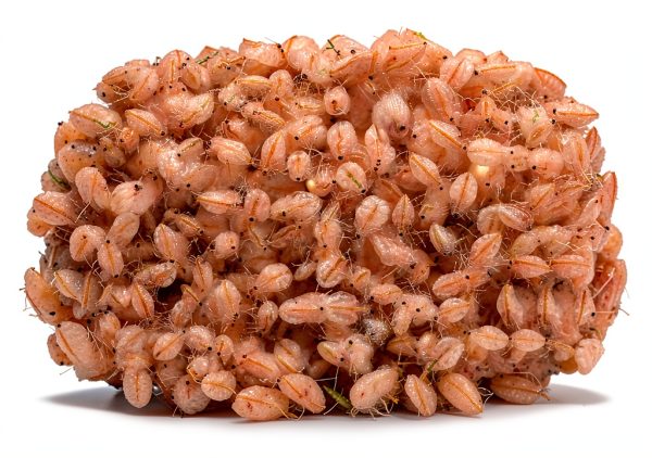 Two Capsule Moina MACROCOPA Water FLEA Eggs Fresh MAHYIM Live Food-3