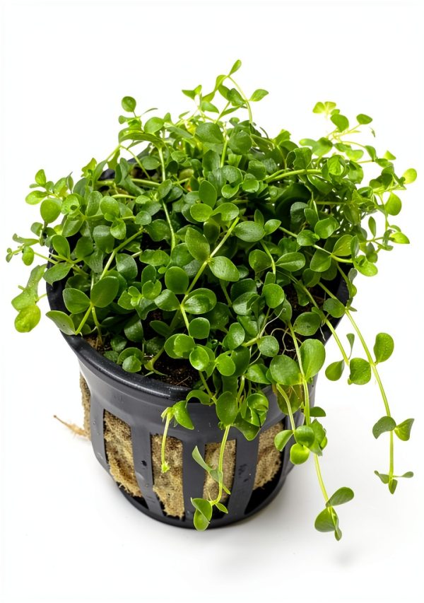 Micranthemum Monte Carlo Live Plants 3‑Pot Set by Marcus Fish Tanks-4