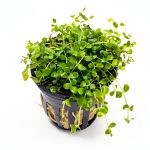 Micranthemum Monte Carlo Live Plants 3‑Pot Set by Marcus Fish Tanks-0